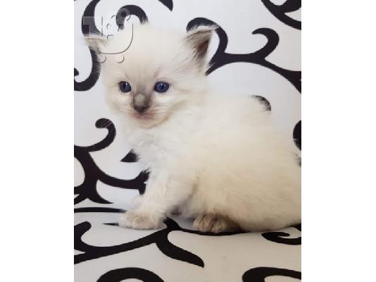 PoulaTo: Νορβηγικά δάση X Ragdoll Kittens